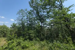 23.204 m² gemengd loofbos in Bela, Belogradchik - Bulgarije