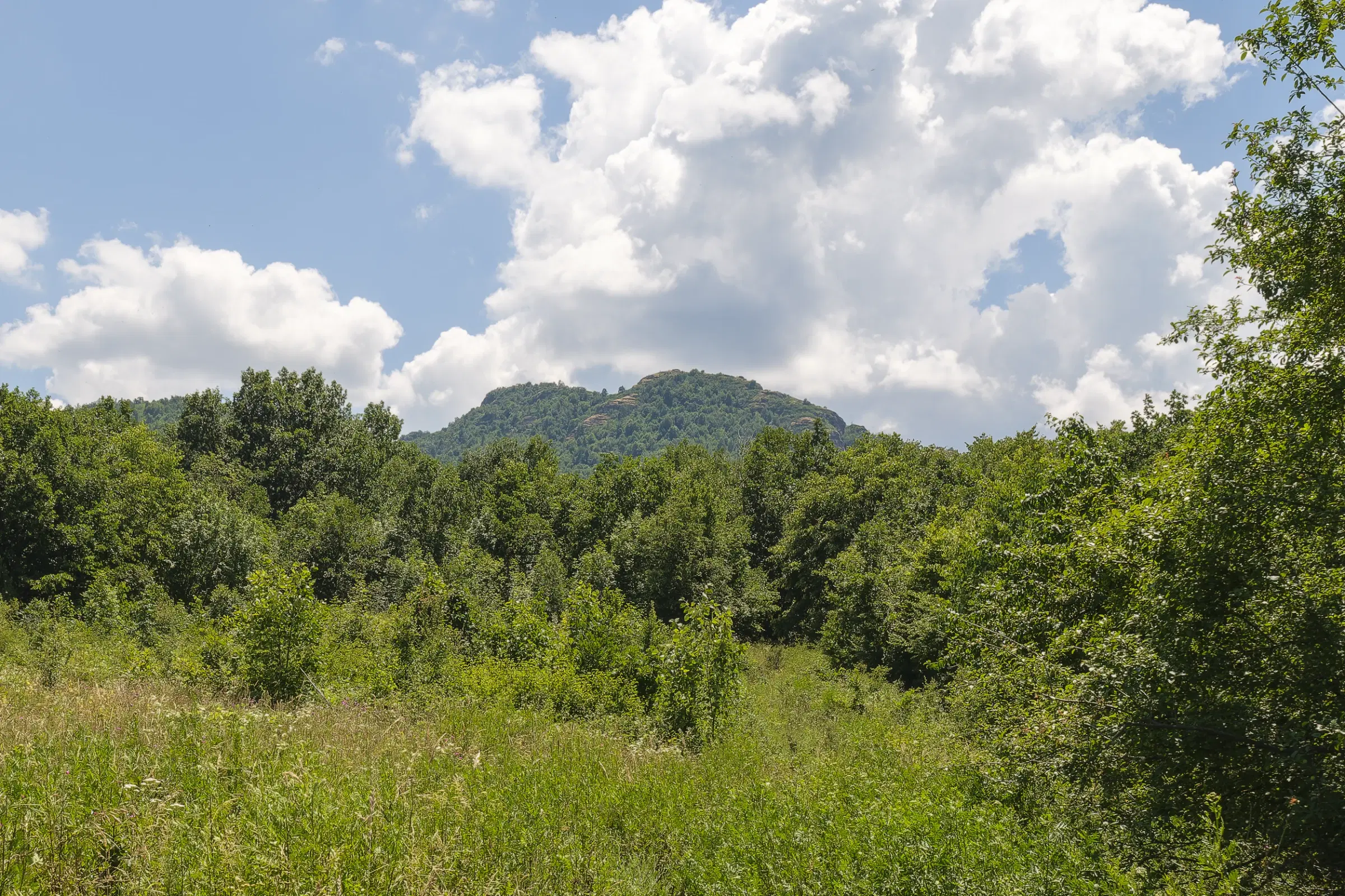 Gemengd loofbos 26.802 m² in Belogradchik - Bulgarije