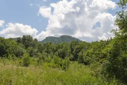 26.802 m² gemengd loofbos in Belogradchik - Bulgarije