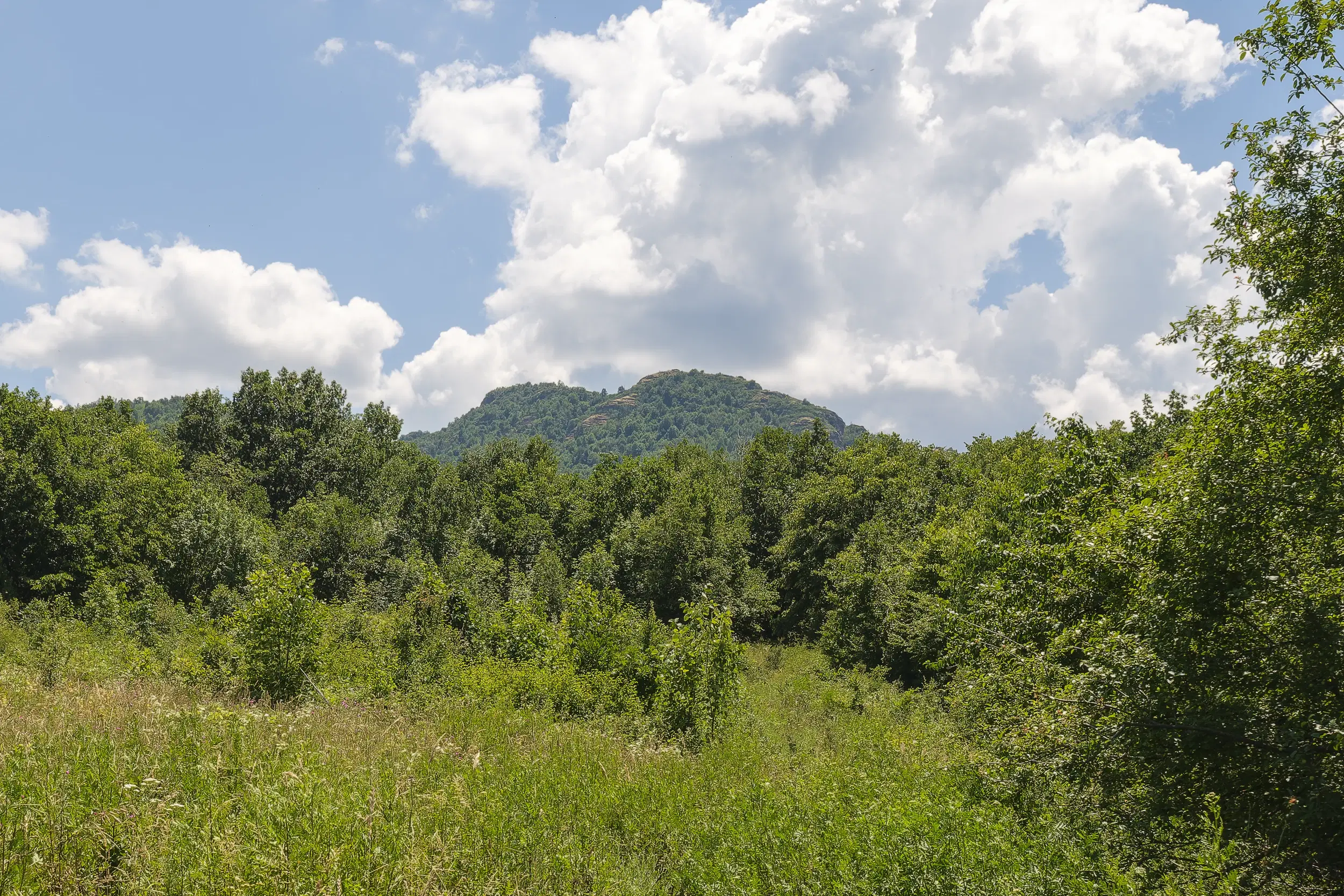 26.802 m² gemengd loofbos in Belogradchik - Bulgarije