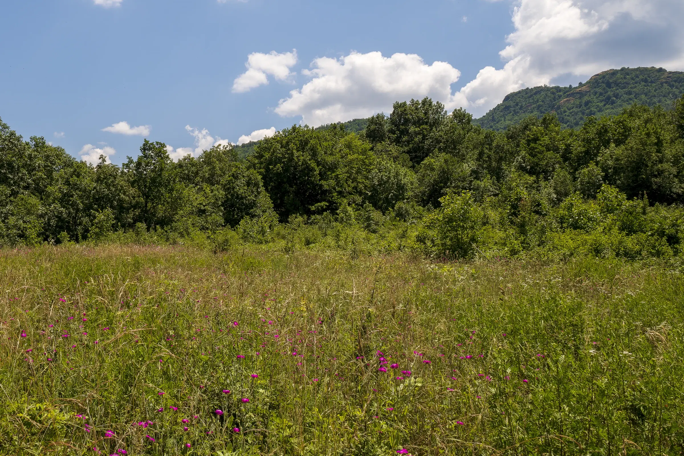 Gemengd loofbos 26.802 m² in Belogradchik - Bulgarije