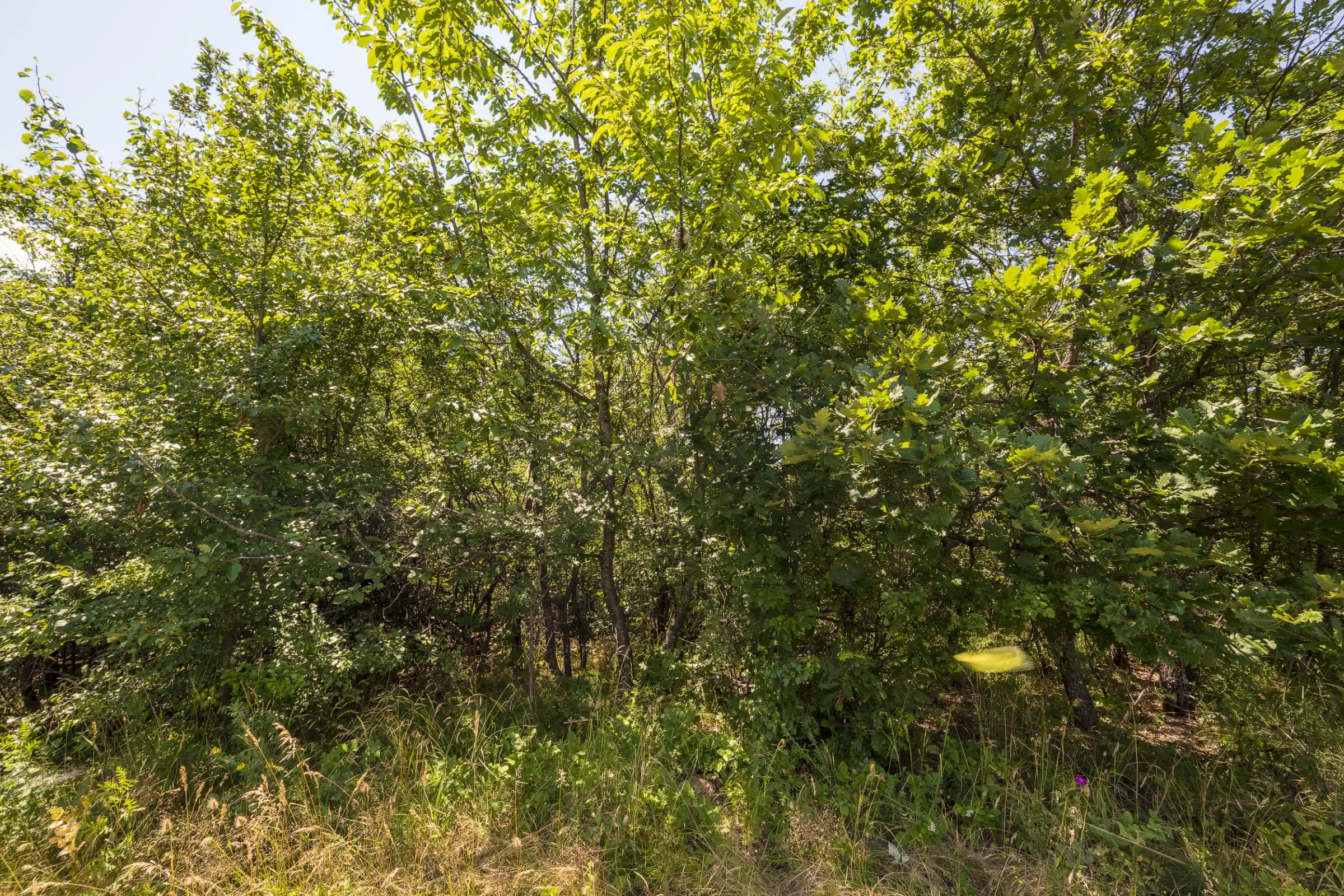 Gemengd loofbos 26.802 m² in Belogradchik - Bulgarije