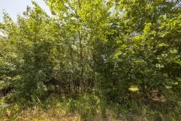 26.802 m² gemengd loofbos in Belogradchik - Bulgarije