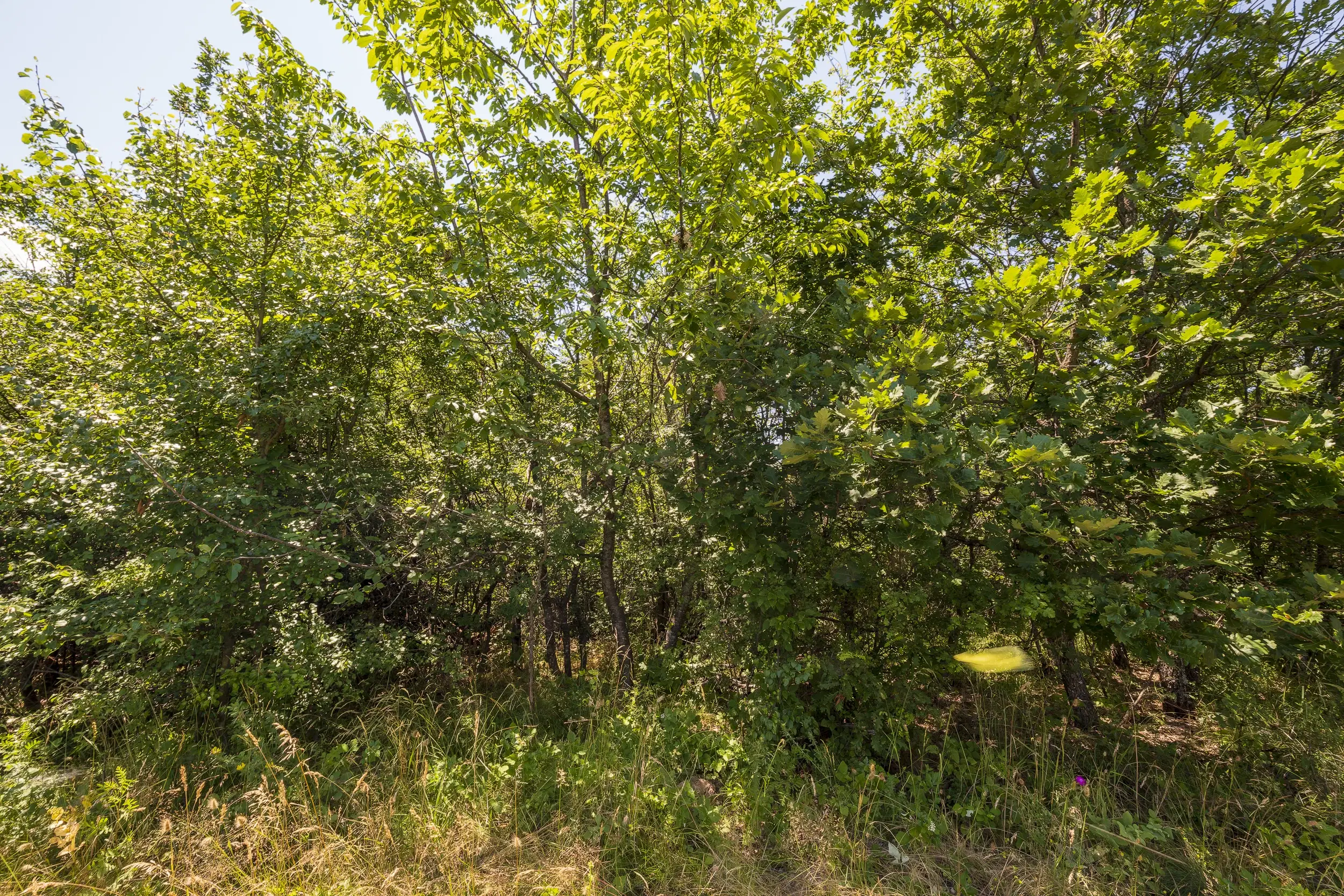 26.802 m² gemengd loofbos in Belogradchik - Bulgarije