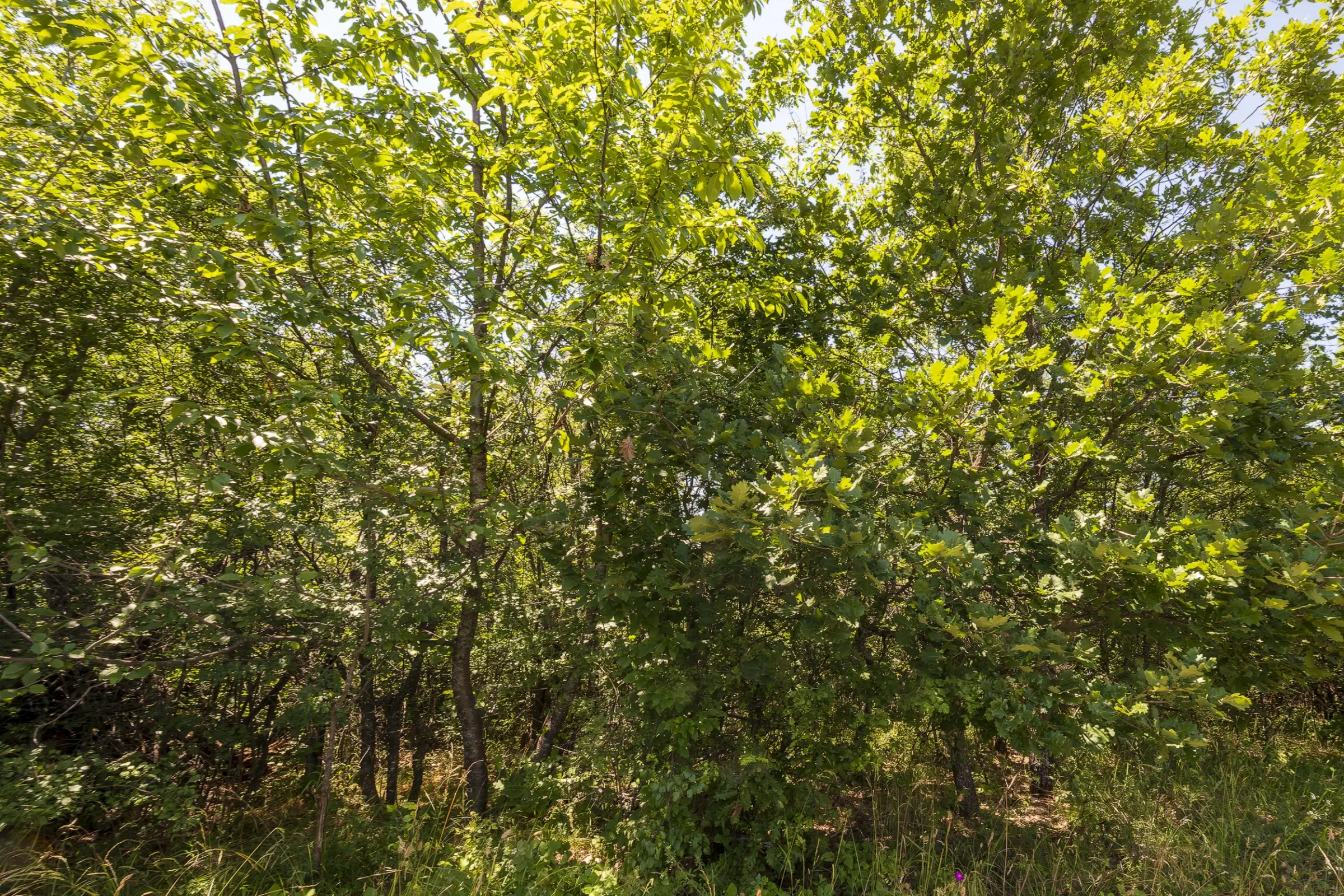 Gemengd loofbos 26.802 m² in Belogradchik - Bulgarije