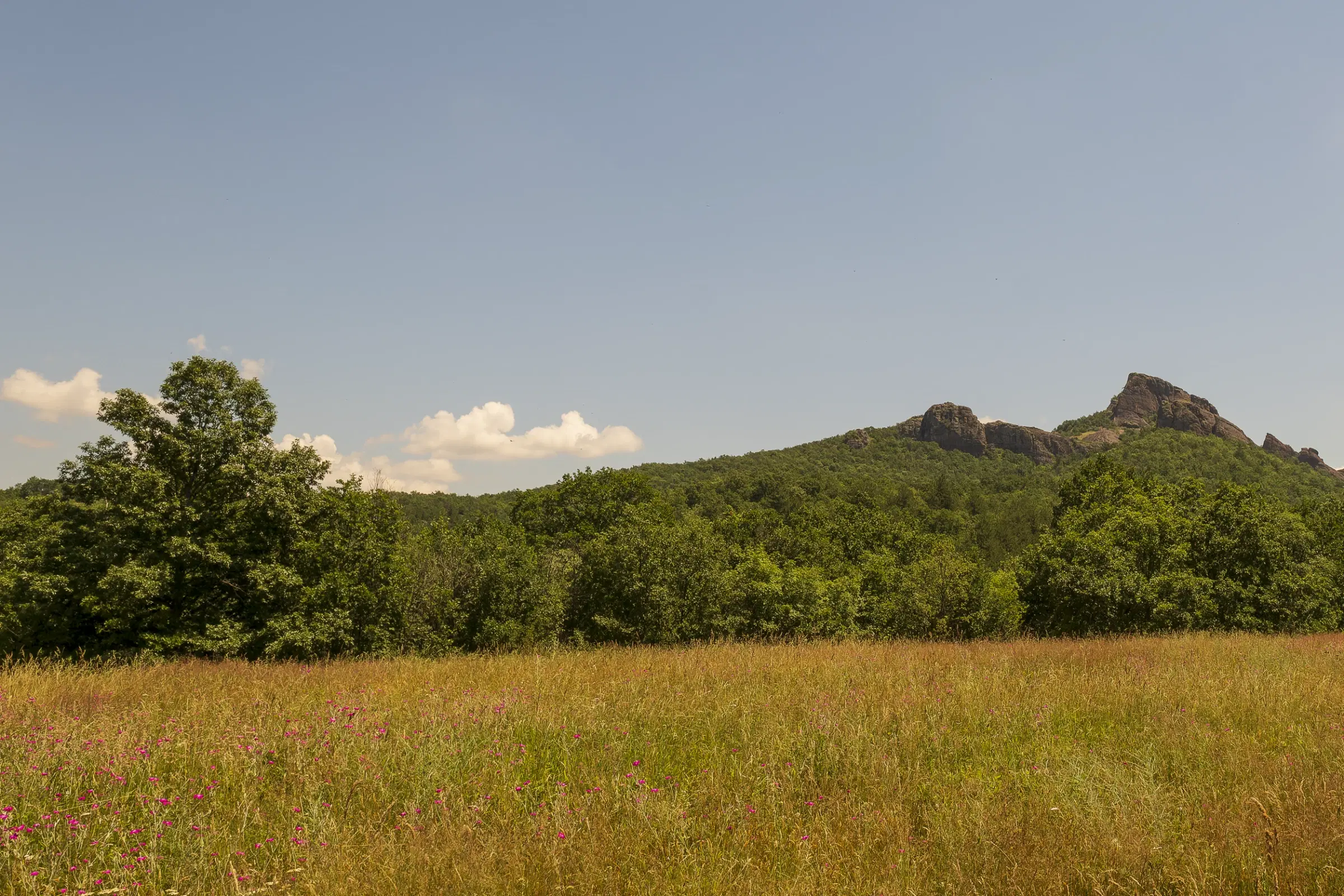 Gemengd loofbos 26.802 m² in Belogradchik - Bulgarije