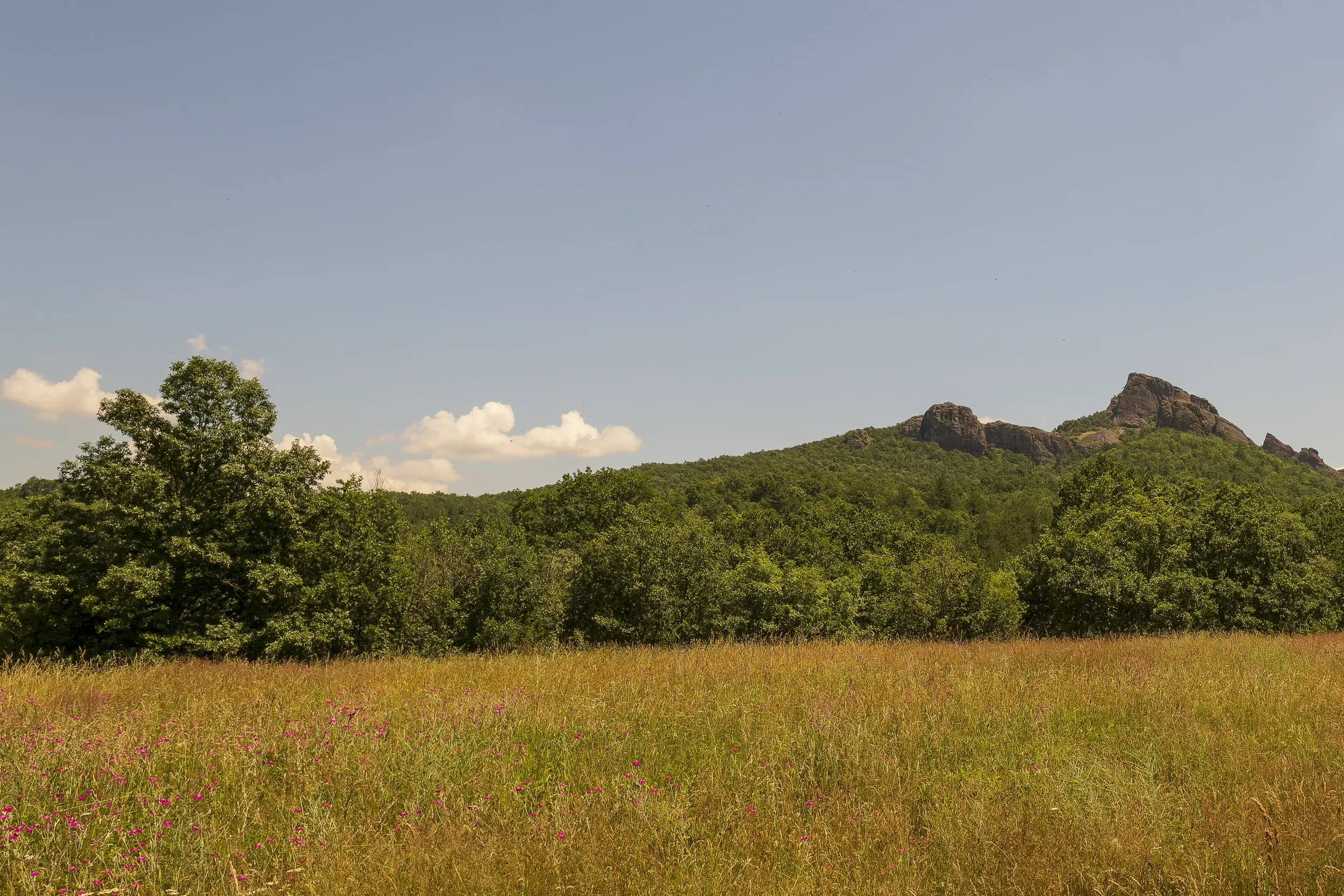 26.802 m² gemengd loofbos in Belogradchik - Bulgarije