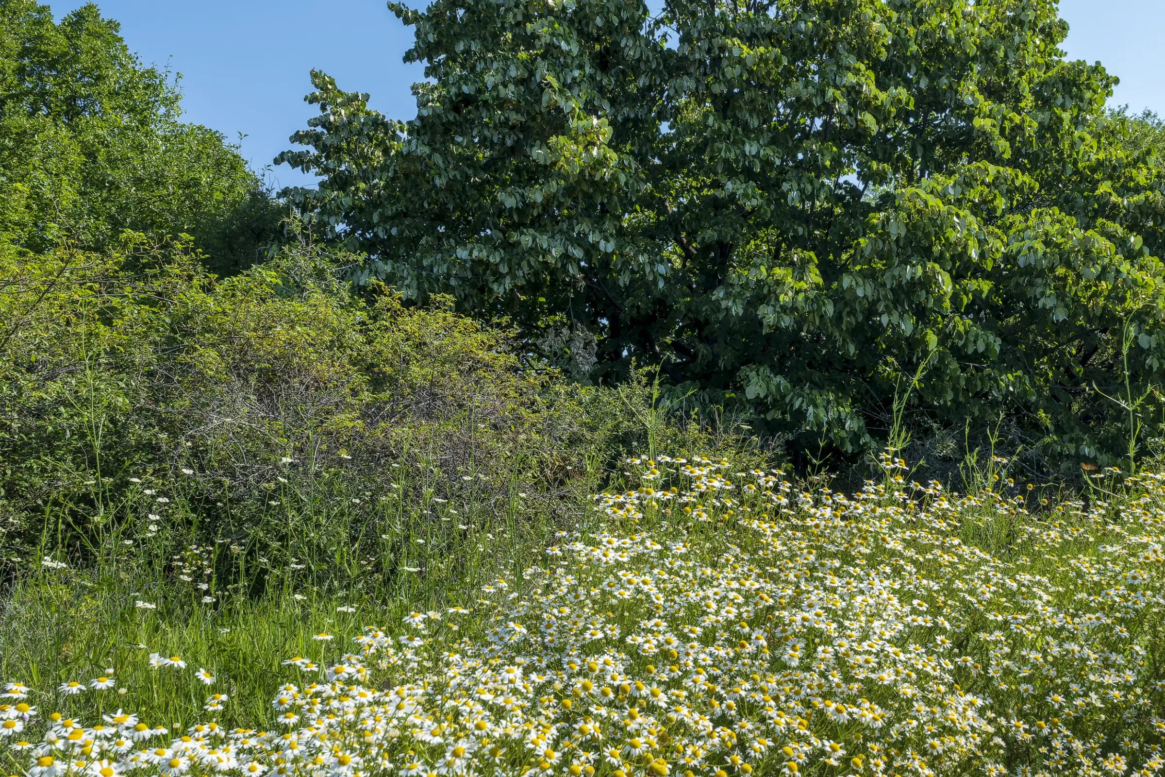 Gemengd loofbos 26.802 m² in Belogradchik - Bulgarije