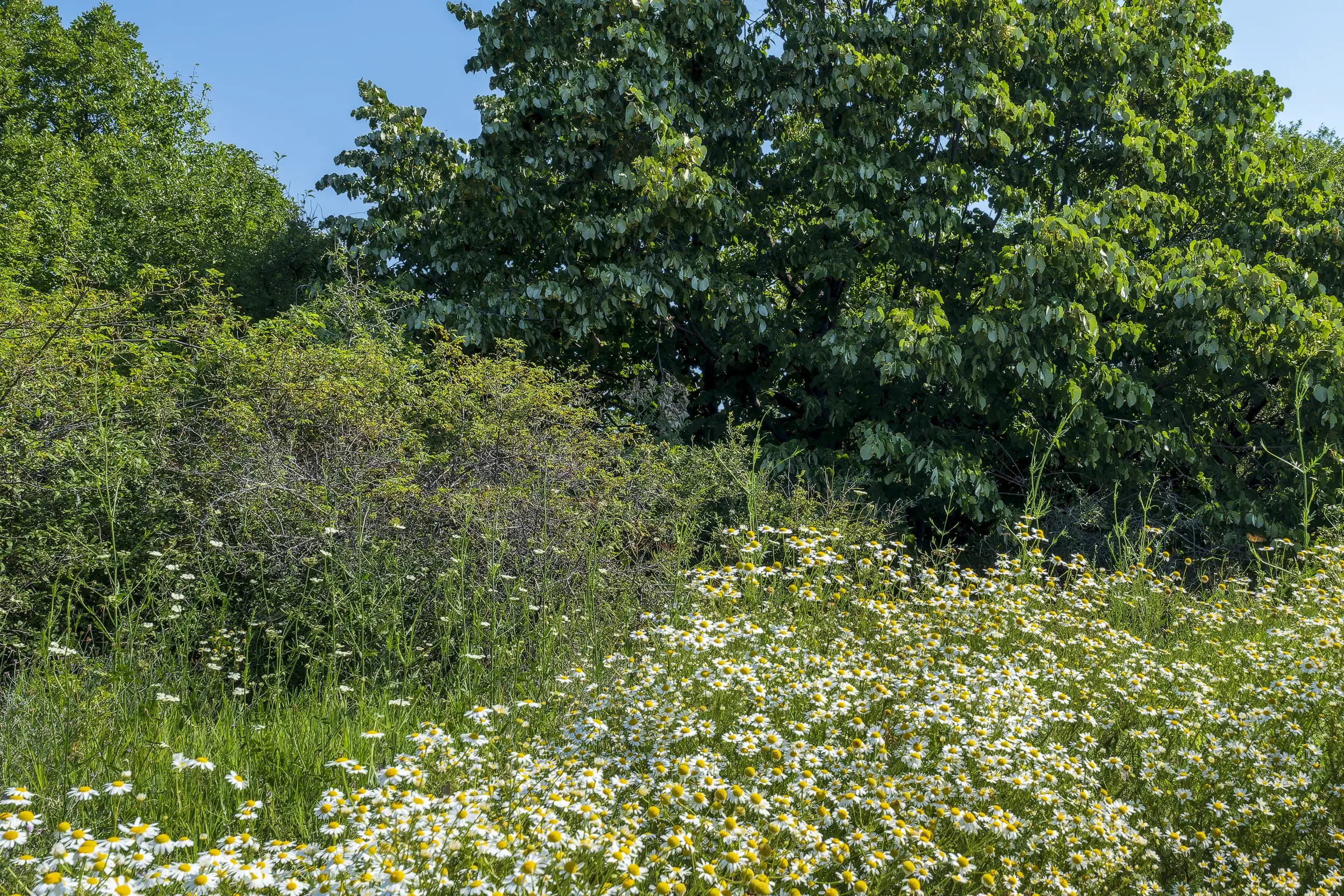 26.802 m² gemengd loofbos in Belogradchik - Bulgarije