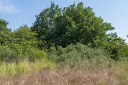 Gemengd loofbos 26.802 m² in Belogradchik - Bulgarije