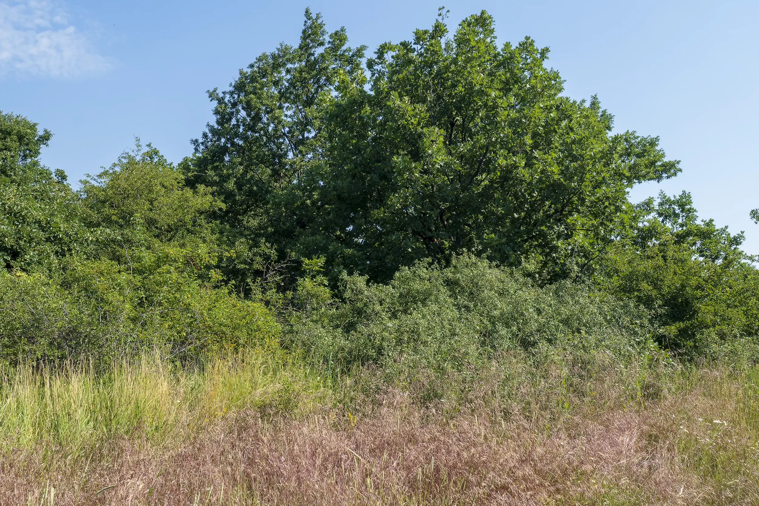 26.802 m² gemengd loofbos in Belogradchik - Bulgarije