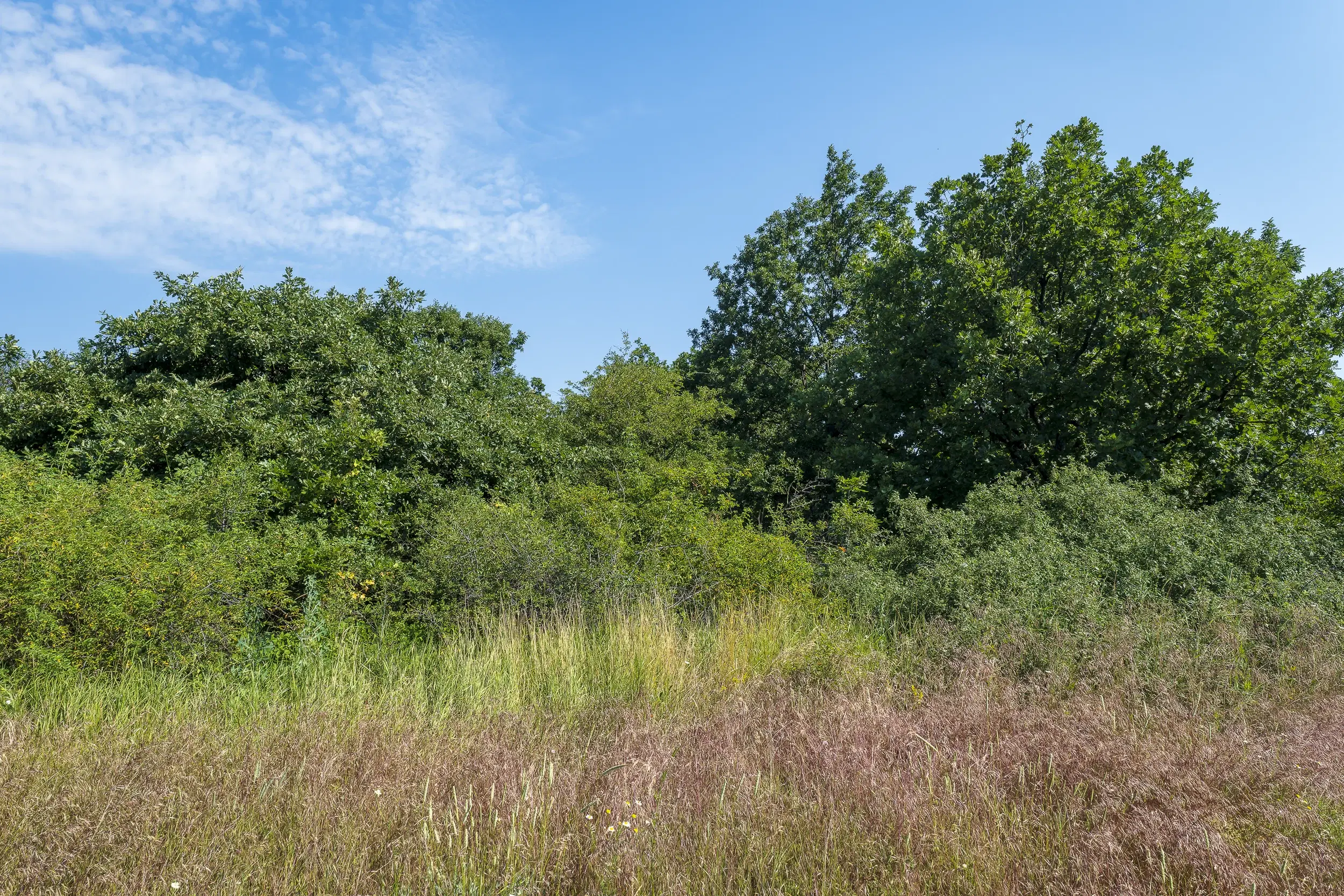 26.802 m² gemengd loofbos in Belogradchik - Bulgarije