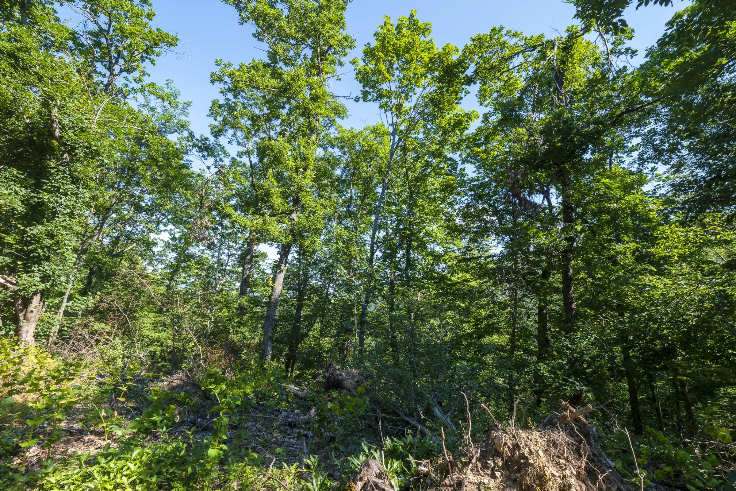 Gemengd loofbos, 21.902 m² in Belogradchik - Bulgarije