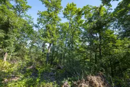 21.902 m² gemengd loofbos in Belogradchik - Bulgarije