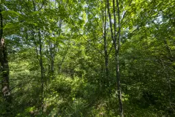 Gemengd loofbos, 21.902 m² in Belogradchik - Bulgarije