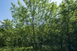 Gemengd loofbos, 21.902 m² in Belogradchik - Bulgarije