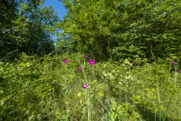 21.902 m² gemengd loofbos in Belogradchik - Bulgarije