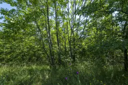 21.902 m² gemengd loofbos in Belogradchik - Bulgarije