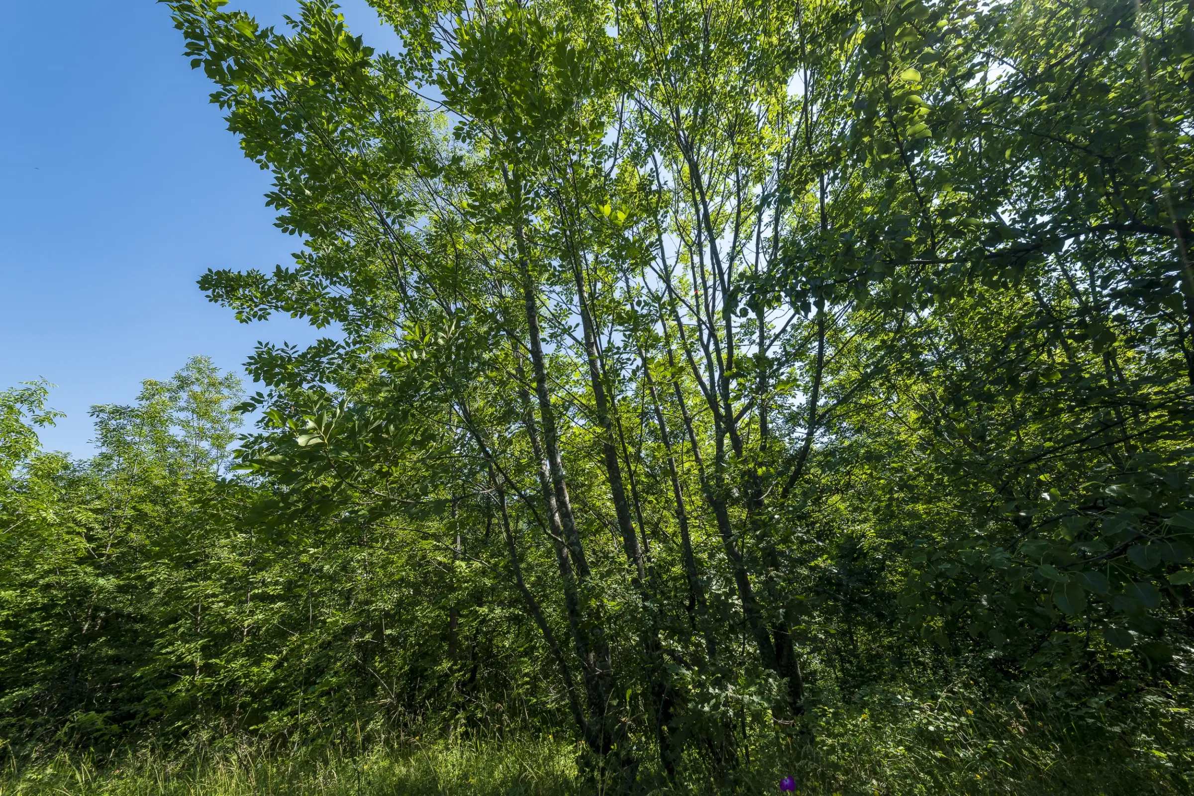 Gemengd loofbos, 21.902 m² in Belogradchik - Bulgarije