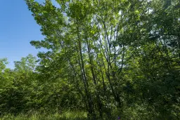 21.902 m² gemengd loofbos in Belogradchik - Bulgarije