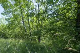 Gemengd loofbos, 21.902 m² in Belogradchik - Bulgarije