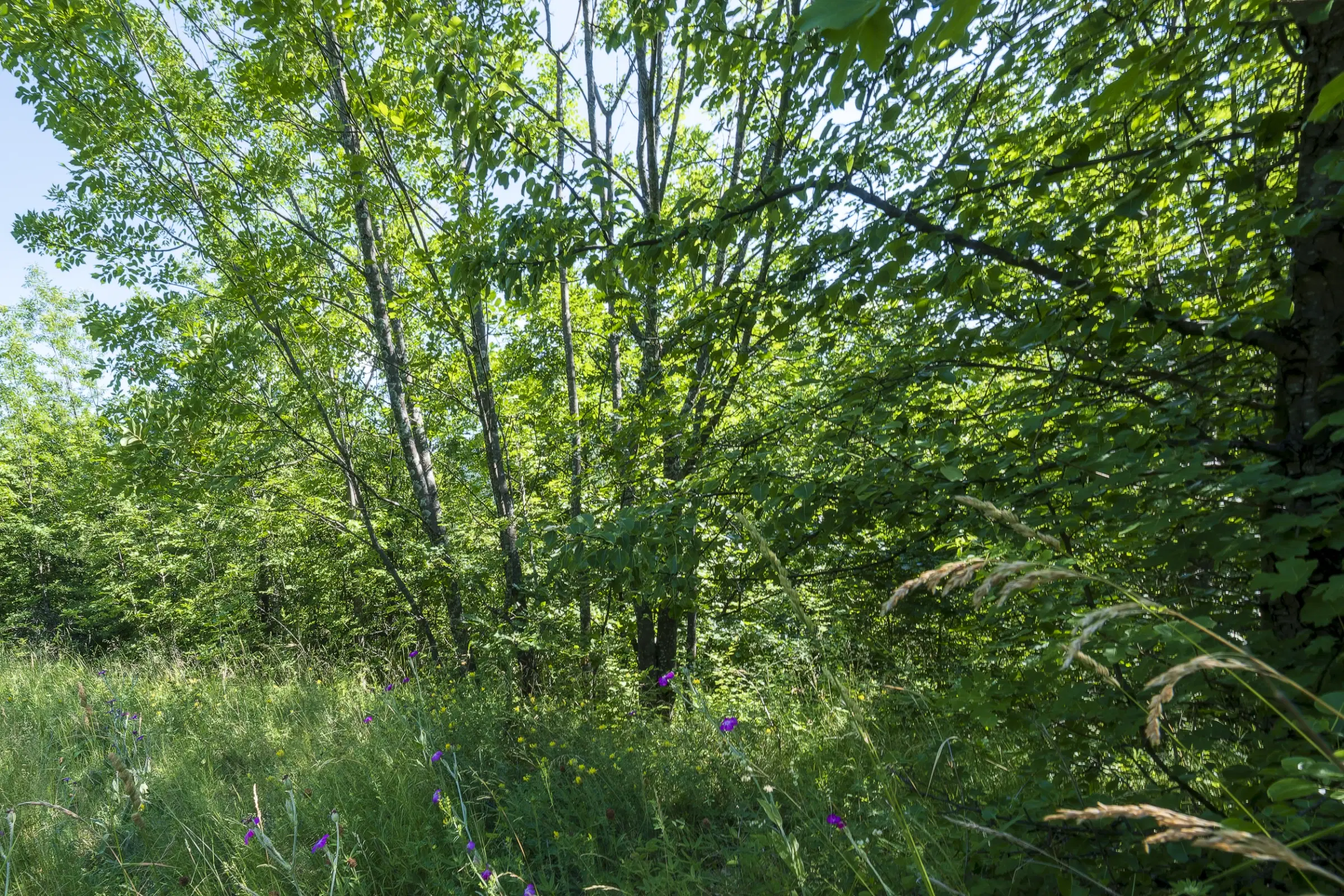 Gemengd loofbos, 21.902 m² in Belogradchik - Bulgarije