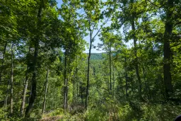 21.902 m² gemengd loofbos in Belogradchik - Bulgarije