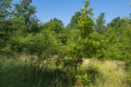 23.781 m² gemengd loofbos in de regio Vidin - Bulgarije