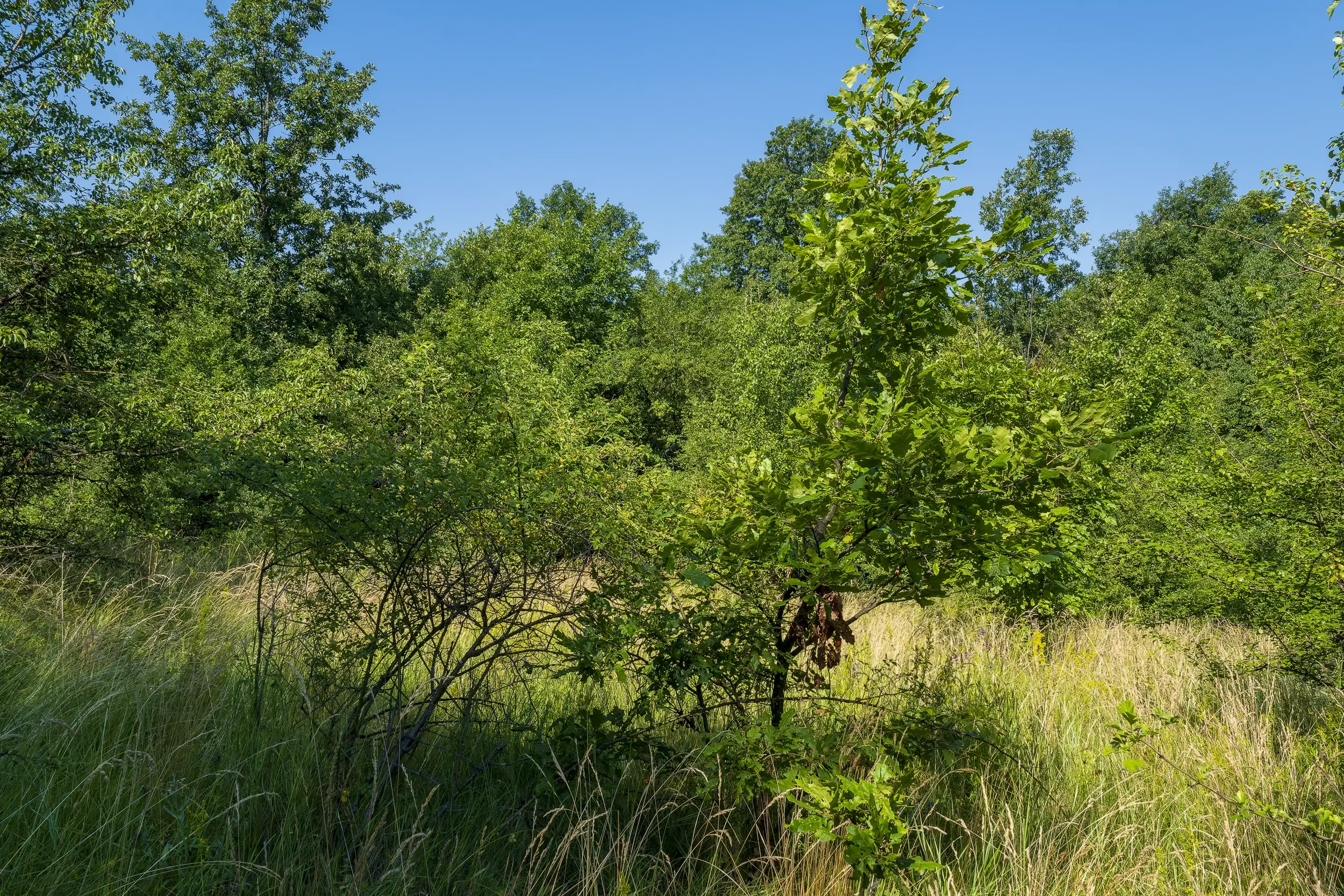 23.781 m² gemengd loofbos in de regio Vidin - Bulgarije