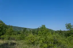 23.781 m² gemengd loofbos in de regio Vidin - Bulgarije