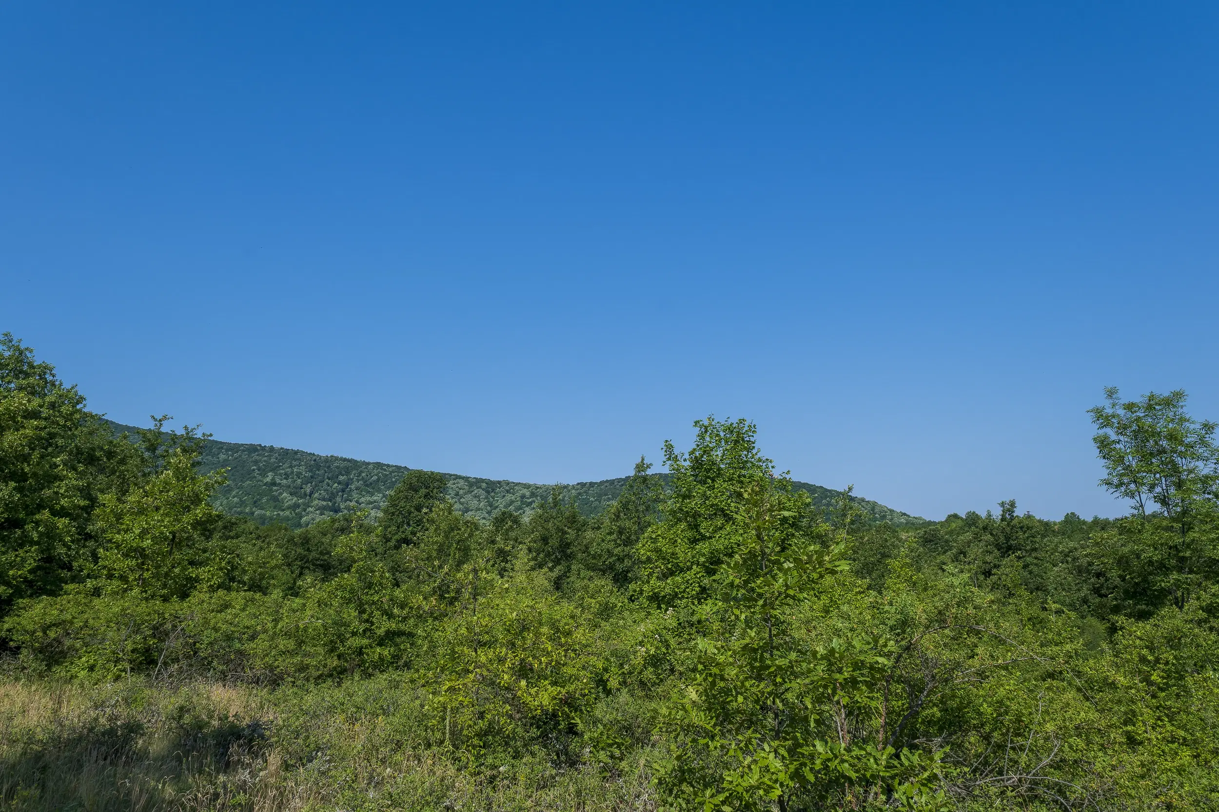23.781 m² gemengd loofbos in de regio Vidin - Bulgarije
