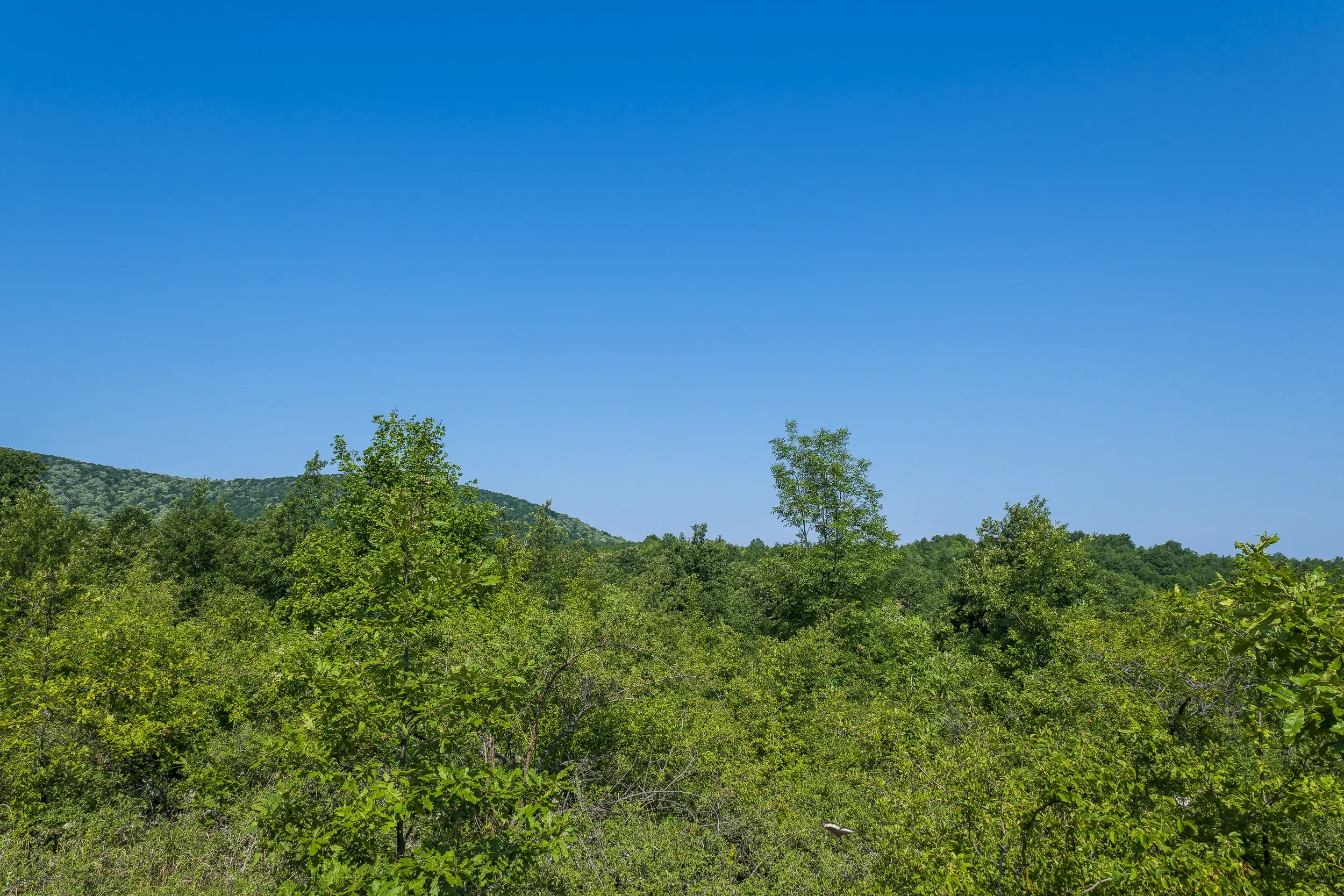 23.781 m² gemengd loofbos in de regio Vidin - Bulgarije