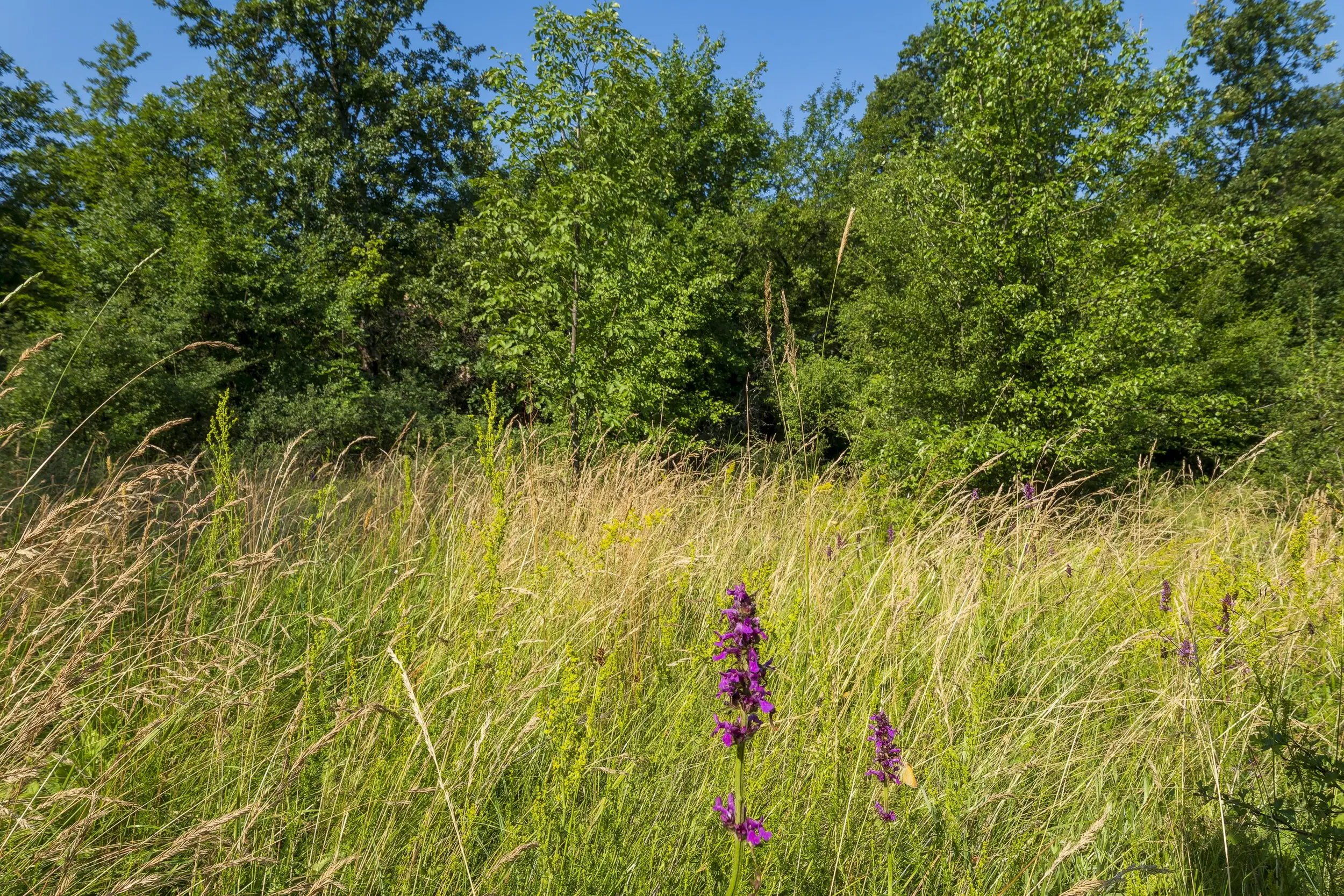23.781 m² gemengd loofbos in de regio Vidin - Bulgarije