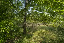 23.781 m² gemengd loofbos in de regio Vidin - Bulgarije