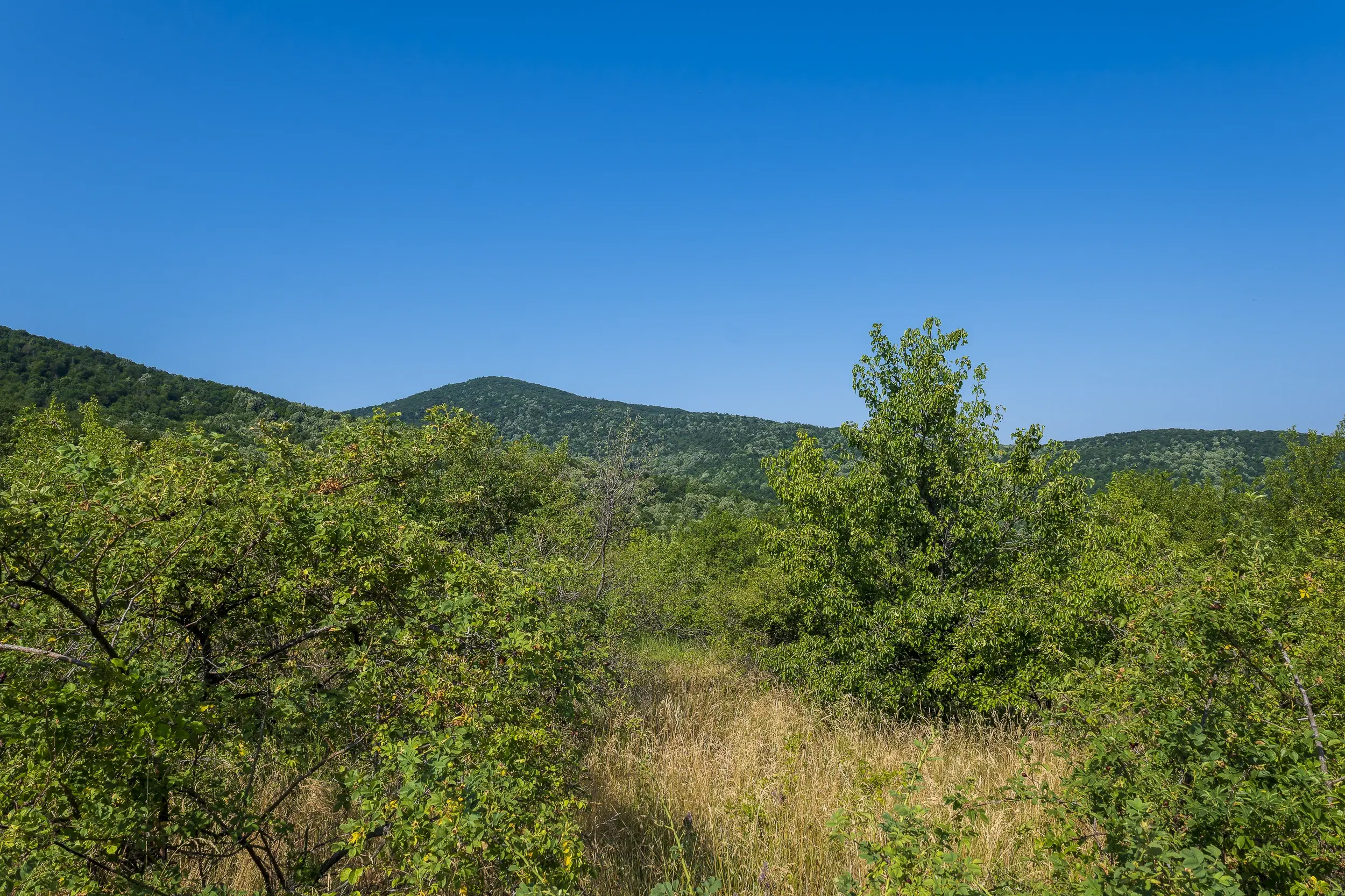 23.781 m² gemengd loofbos in de regio Vidin - Bulgarije