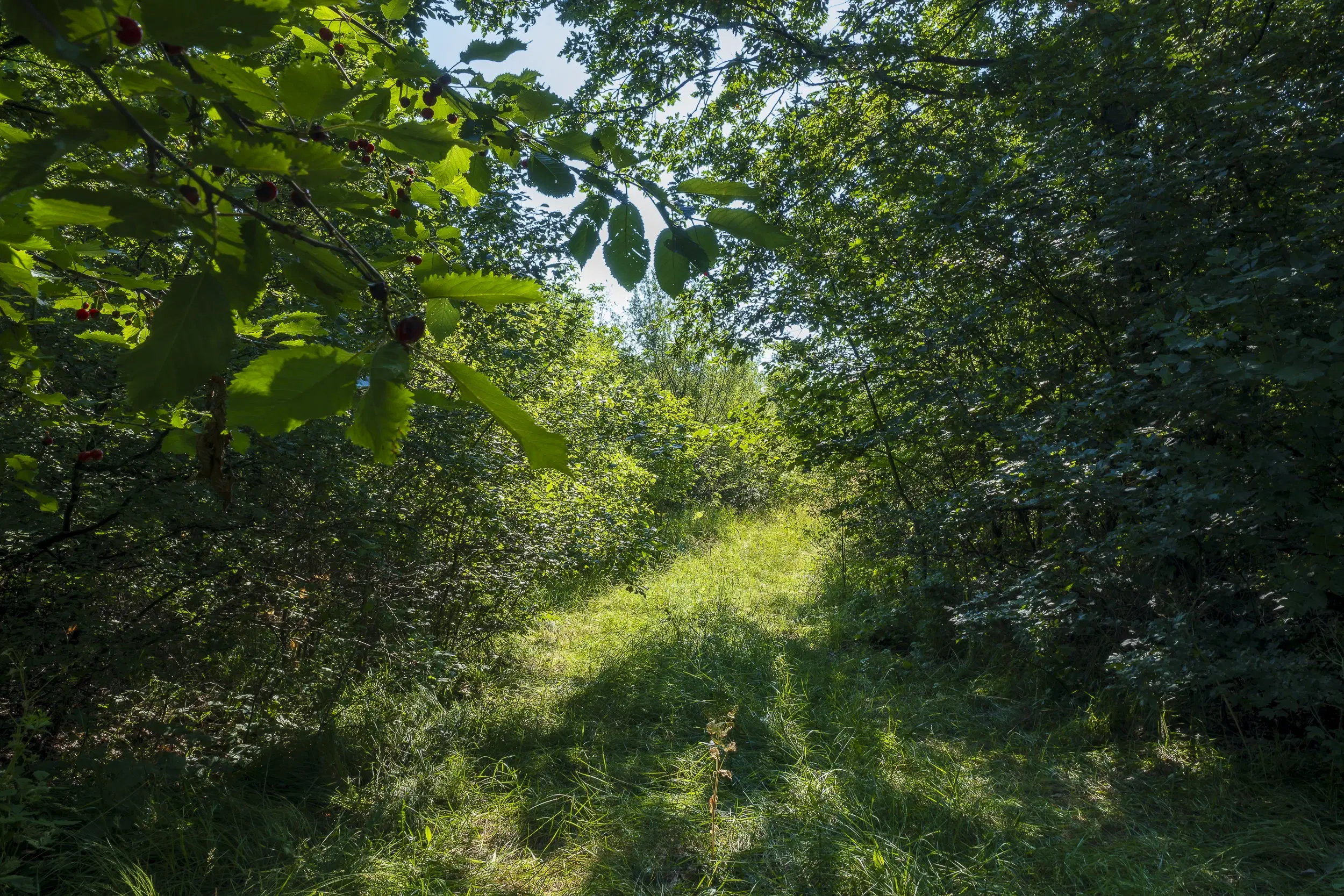 23.781 m² gemengd loofbos in de regio Vidin - Bulgarije