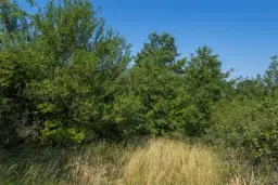 23.781 m² gemengd loofbos in de regio Vidin - Bulgarije