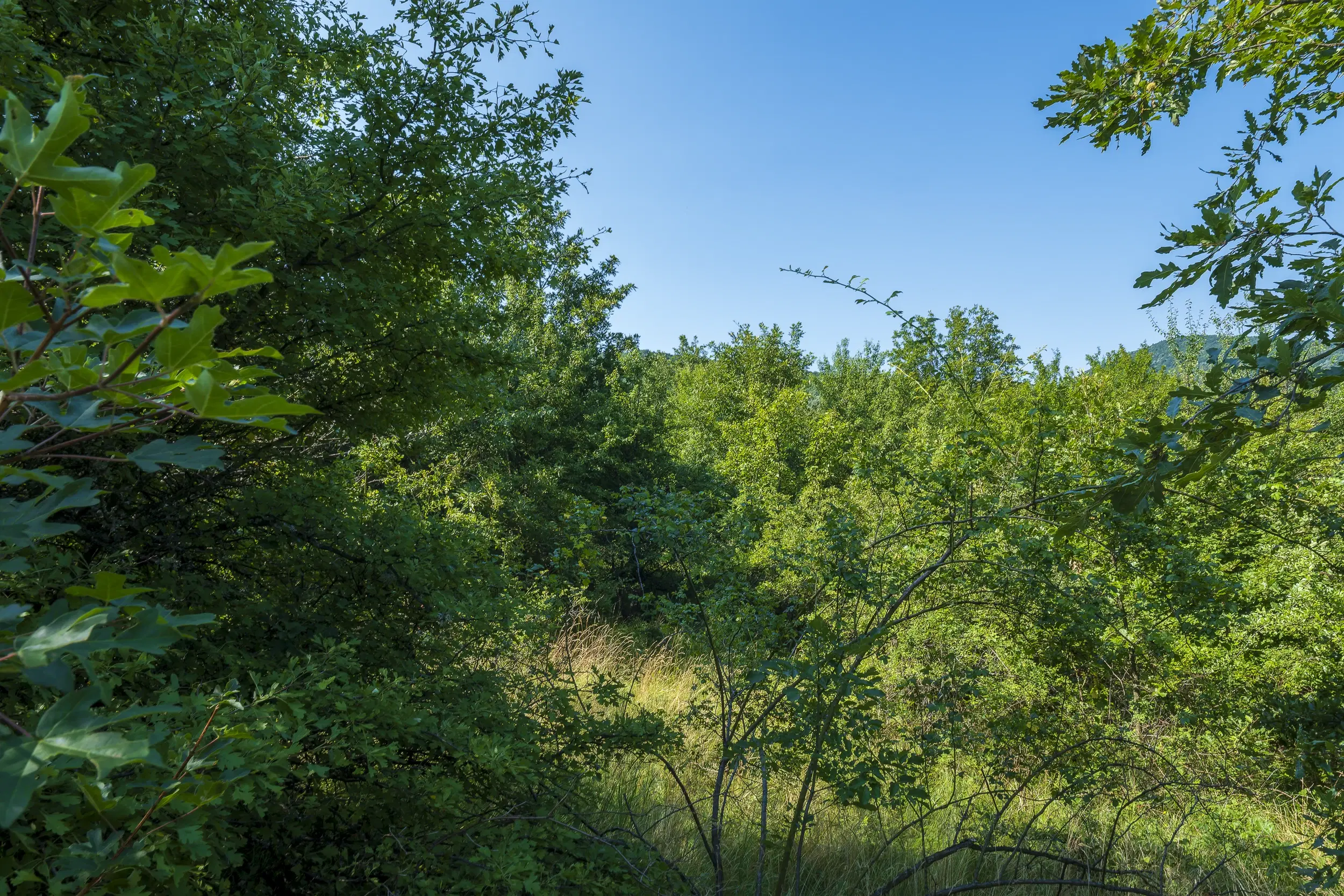 23.781 m² gemengd loofbos in de regio Vidin - Bulgarije