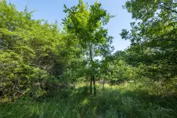 23.781 m² gemengd loofbos in de regio Vidin - Bulgarije