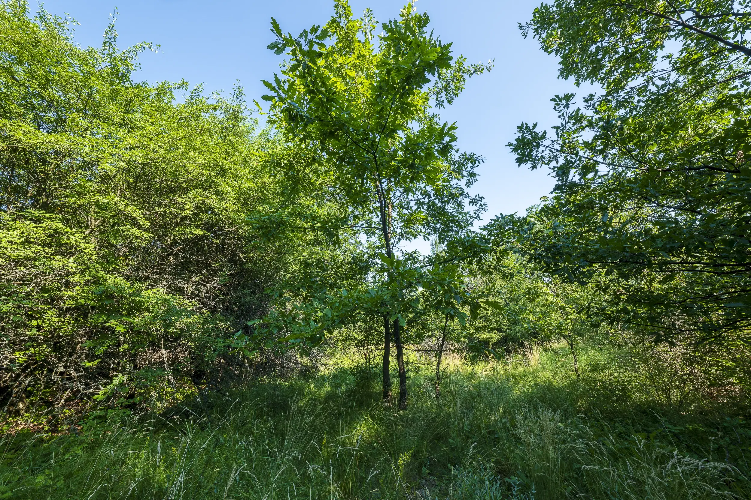 23.781 m² gemengd loofbos in de regio Vidin - Bulgarije