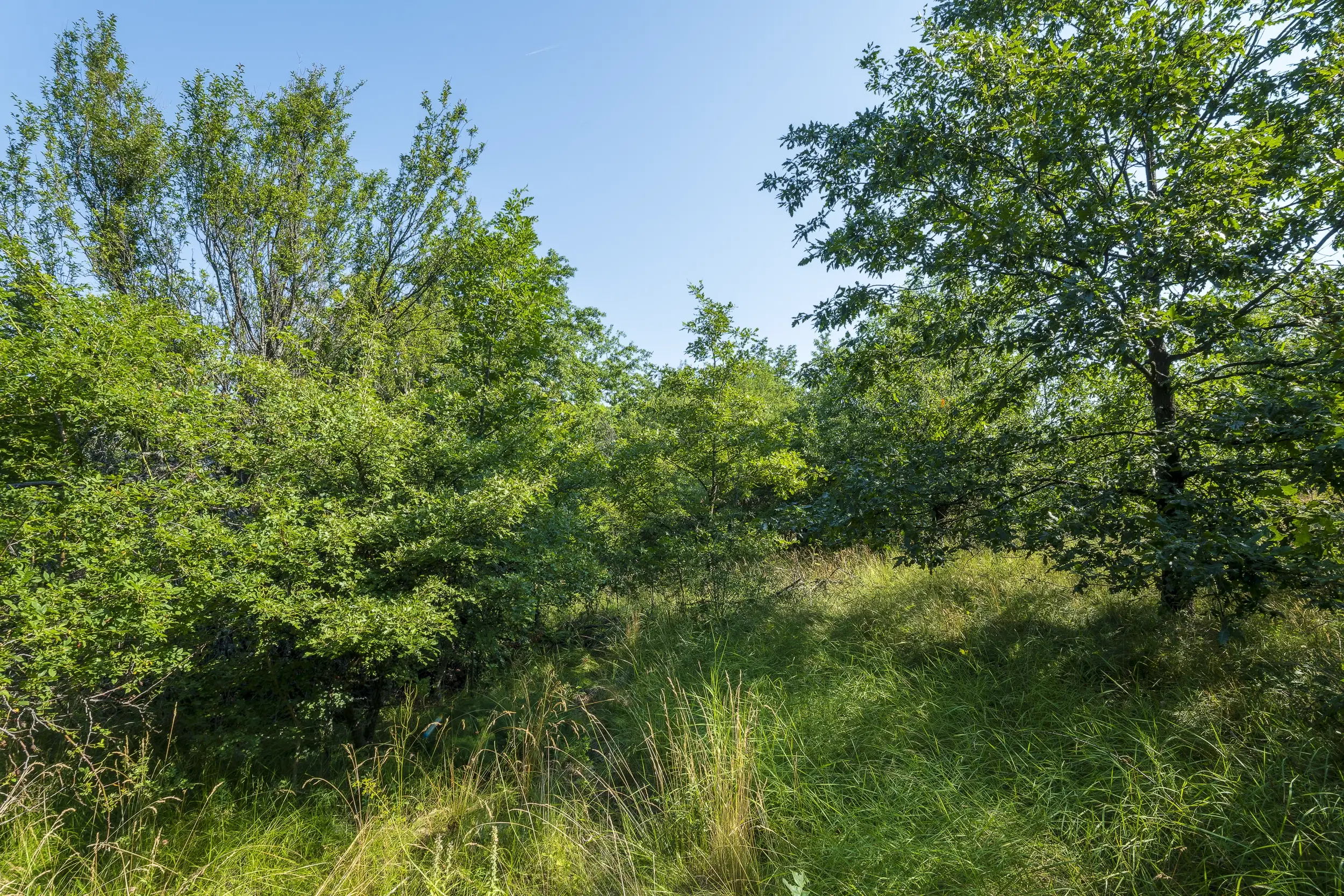23.781 m² gemengd loofbos in de regio Vidin - Bulgarije