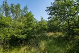 23.781 m² gemengd loofbos in de regio Vidin - Bulgarije