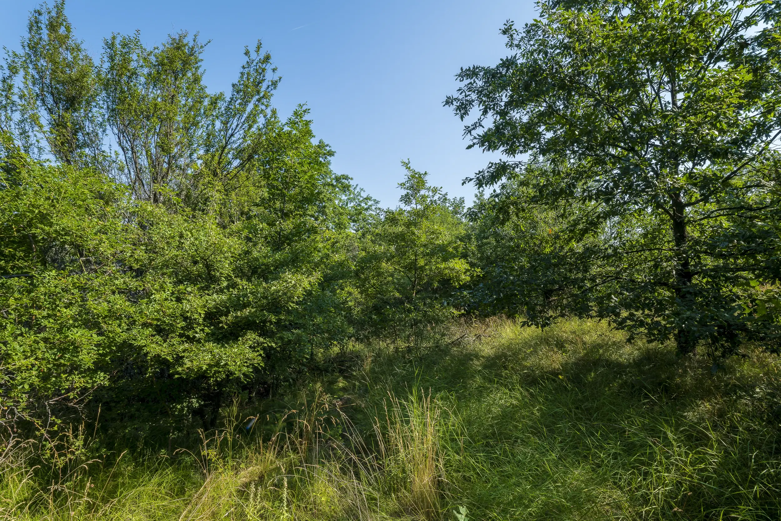 23.781 m² gemengd loofbos in de regio Vidin - Bulgarije