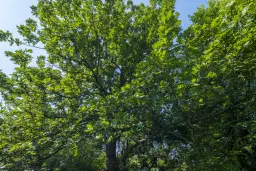 23.781 m² gemengd loofbos in de regio Vidin - Bulgarije