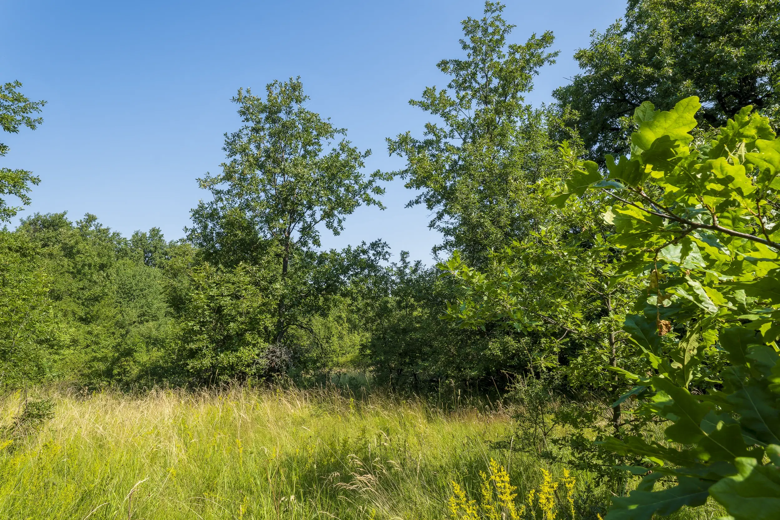 23.781 m² gemengd loofbos in de regio Vidin - Bulgarije