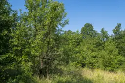 23.781 m² gemengd loofbos in de regio Vidin - Bulgarije