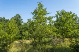 23.781 m² gemengd loofbos in de regio Vidin - Bulgarije