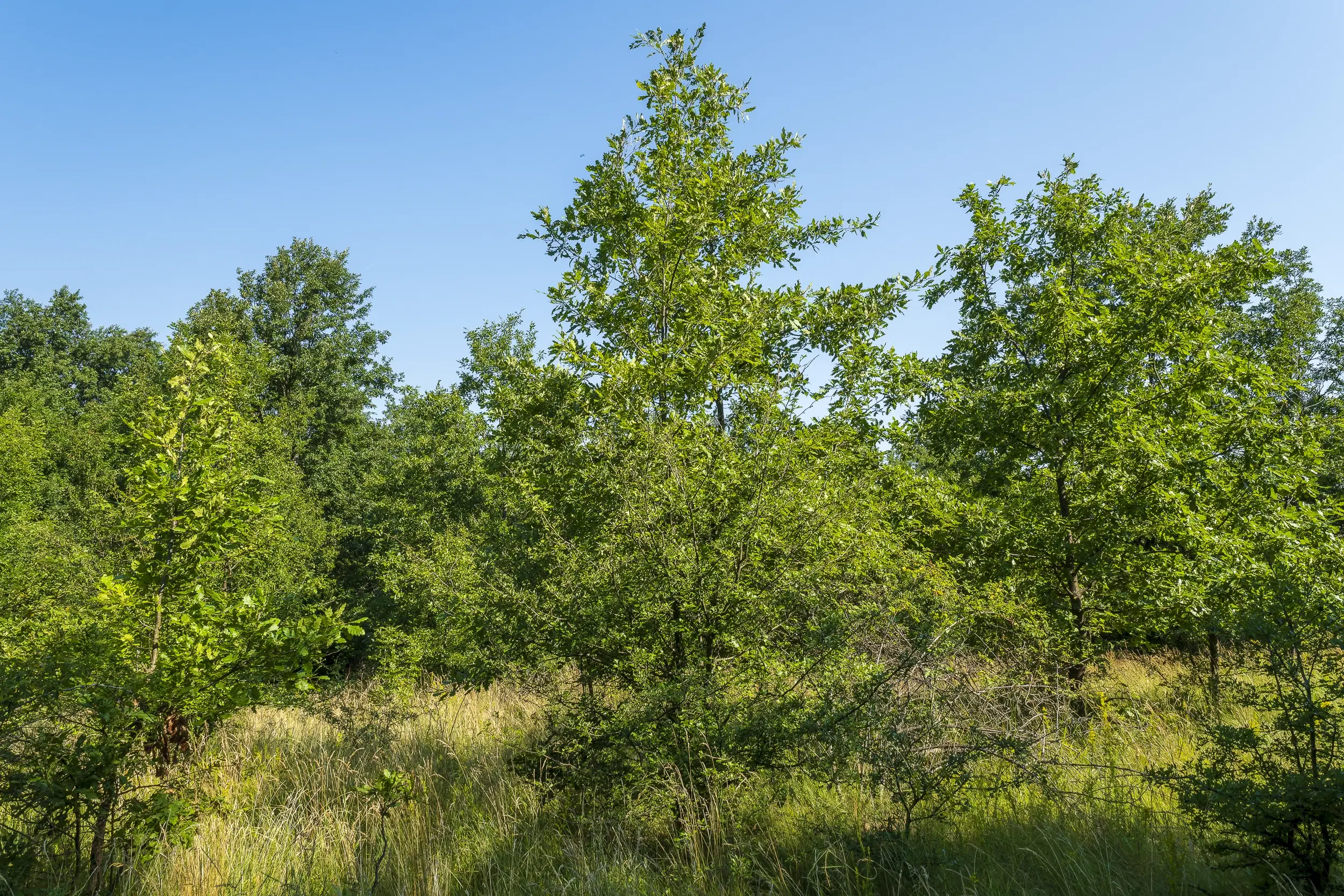 23.781 m² gemengd loofbos in de regio Vidin - Bulgarije