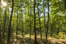 49.509 m² gemengd loofbox in Belogradchik - Bulgarije