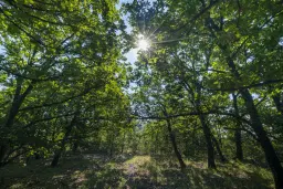 49.509 m² gemengd loofbox in Belogradchik - Bulgarije